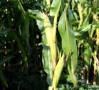 Could record forage maize yields be achieved across Ireland this year?