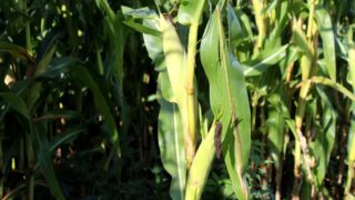 Maize yields to take a hit across many parts of Europe