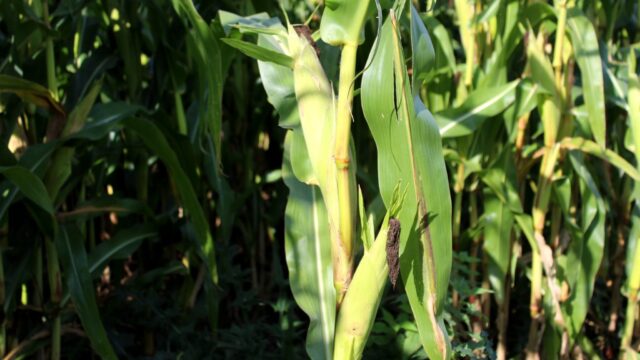 Maize yields to take a hit across many parts of Europe