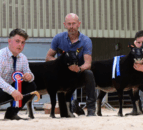 Double champion tops Ballymena export sale at 6,500gns