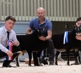 Double champion tops Ballymena export sale at 6,500gns