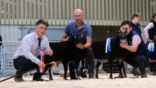 Double champion tops Ballymena export sale at 6,500gns