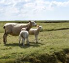 German sheep farm constantly under high alert for flood warnings