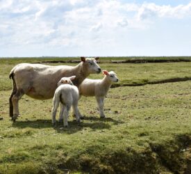 German sheep farm constantly under high alert for flood warnings