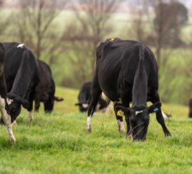 Quieter time allows for body condition scoring to take place