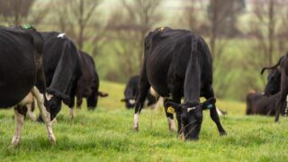 Quieter time allows for body condition scoring to take place