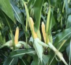 High global maize yield forecasts putting pressure on grain markets