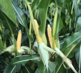 High global maize yield forecasts putting pressure on grain markets