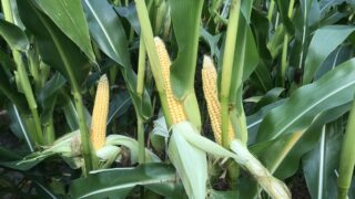 High global maize yield forecasts putting pressure on grain markets