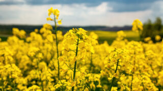 Winter oilseed rape planting season about to get underway