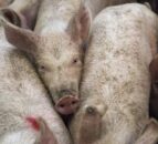 Cranswick pig farm stripped of Red Tractor certification