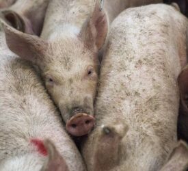 Cranswick pig farm stripped of Red Tractor certification