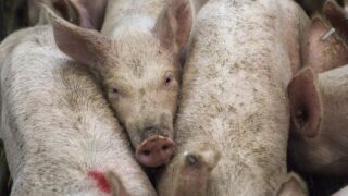 Cranswick pig farm stripped of Red Tractor certification