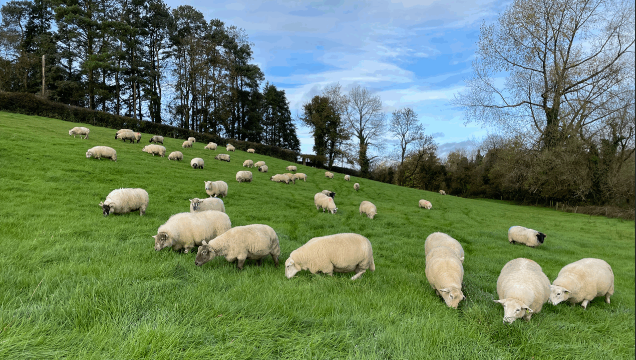PSNI investigating theft of 21 sheep in Co. Tyrone