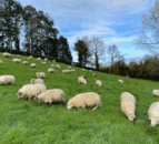 PSNI investigating theft of 21 sheep in Co. Tyrone