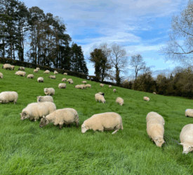 PSNI investigating theft of 21 sheep in Co. Tyrone