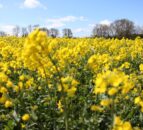 Winter oilseed rape 2025/2026: Don’t forget the challenge posed by club root