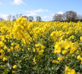 Winter oilseed rape 2025/2026: Don’t forget the challenge posed by club root