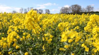 Winter oilseed rape 2025/2026: Don’t forget the challenge posed by club root