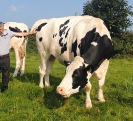 Video: Is this the biggest Holstein Friesian in Ireland?