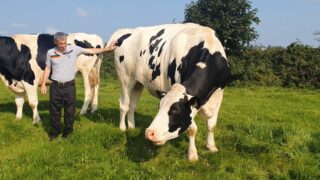 Video: Is this the biggest Holstein Friesian in Ireland?