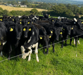 Lungworm in calves can pose a threat in late summer/autumn