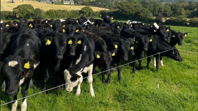 Lungworm in calves can pose a threat in late summer/autumn