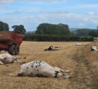 UK vet practice sounds warning after livestock hemlock poisoning