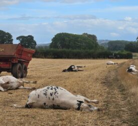 UK vet practice sounds warning after livestock hemlock poisoning