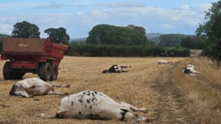 UK vet practice sounds warning after livestock hemlock poisoning