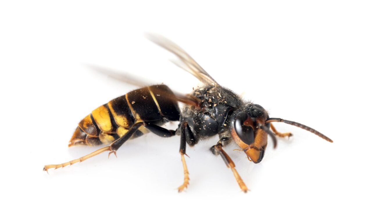 NIEA urges vigilance in NI after sighting of Asian hornet in Cork
