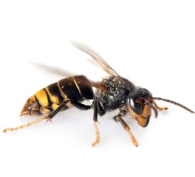 NIEA urges vigilance in NI after sighting of Asian hornet in Cork