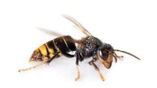 NIEA urges vigilance in NI after sighting of Asian hornet in Cork