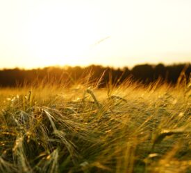 AHDB project to ‘inform discussions’ for imported combinable crops