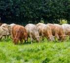 AgriSearch beef and sheep farmer survey deadline approaching