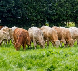 AgriSearch beef and sheep farmer survey deadline approaching