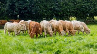 AgriSearch beef and sheep farmer survey deadline approaching