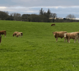 Farmers in NI reminded to seek vet advice on bluetongue vaccine
