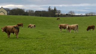 Farmers in NI reminded to seek vet advice on bluetongue vaccine