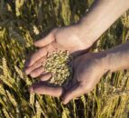 Tillage: The benefits of grain analysis at harvest