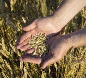 Tillage: The benefits of grain analysis at harvest