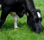 Grass tetany can become an issue into the autumn months