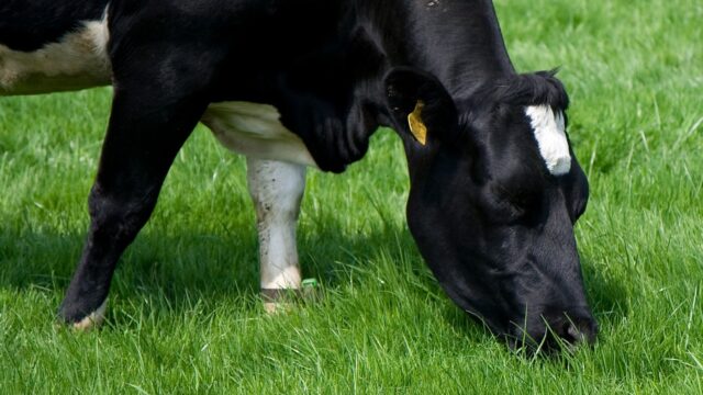 Grass tetany can become an issue into the autumn months