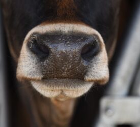 DAERA to host webinar updating public on bluetongue virus