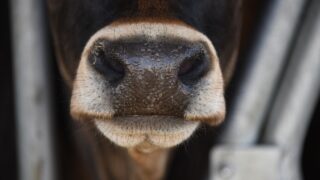 DAERA to host webinar updating public on bluetongue virus