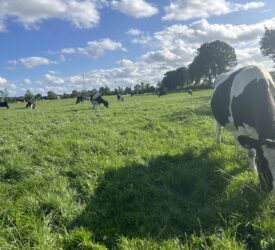 Grass: Setting the farm up for success in spring starts in autumn