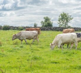 BVD: NI farmer input sought to help design new disease model