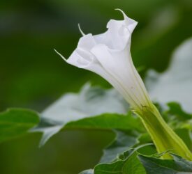 Have you seen ‘jimson weed’ on your farm?