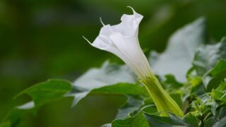 Have you seen ‘jimson weed’ on your farm?