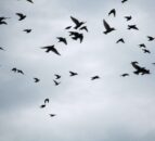 Study: Viruses in cattle more likely to infect birds than humans